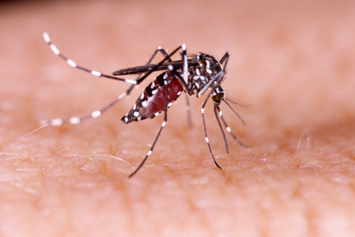 Mosquitoes – One of the Deadliest Animals in the World - MCN Healthcare